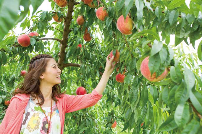 桃狩りは8月が旬 福島県の果樹園に桃狩りへ行こう