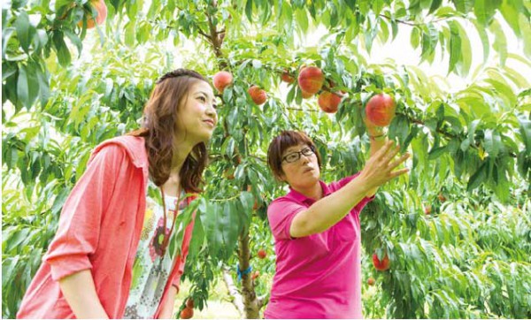 桃狩りは8月が旬 福島県の果樹園に桃狩りへ行こう