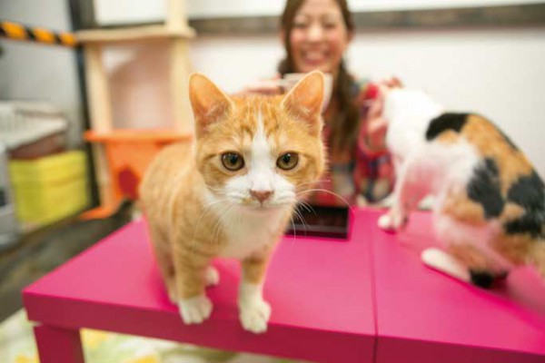 動物カフェでワンにゃフル気分を味わおう！ペットが飼えない方にもおすすめ！