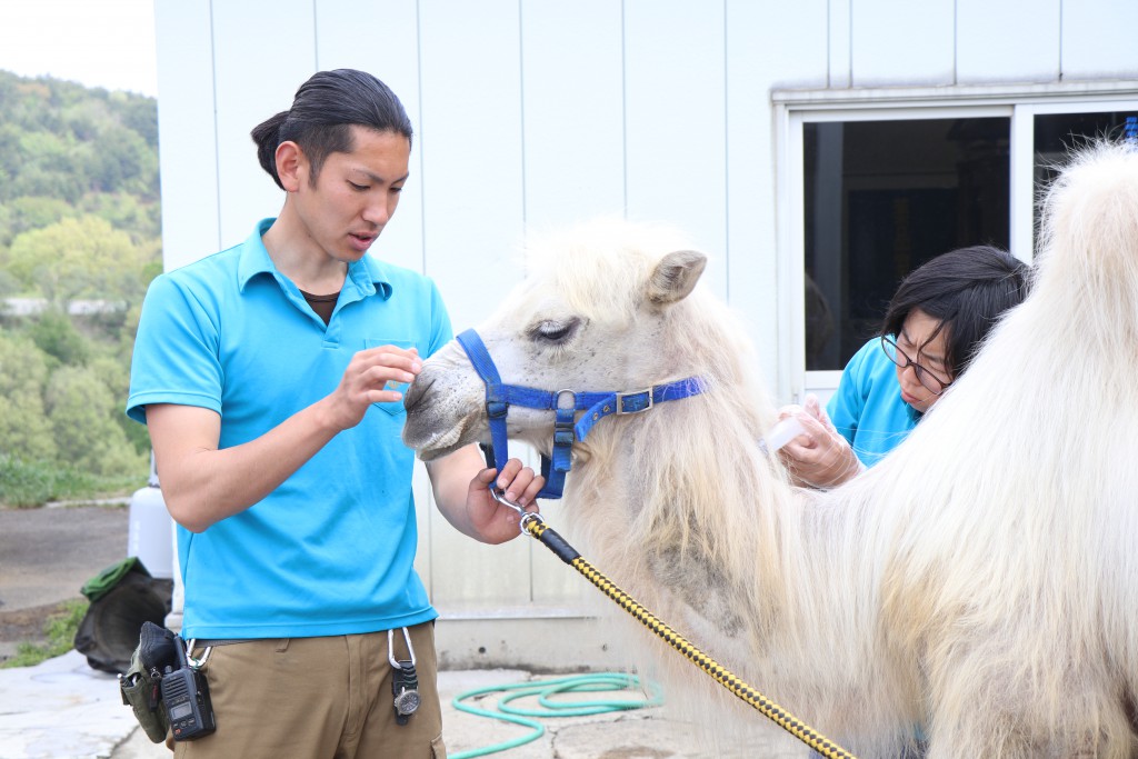 東北サファリパークの動物飼育員さんにインタビュー！飼育員ってどんな仕事？