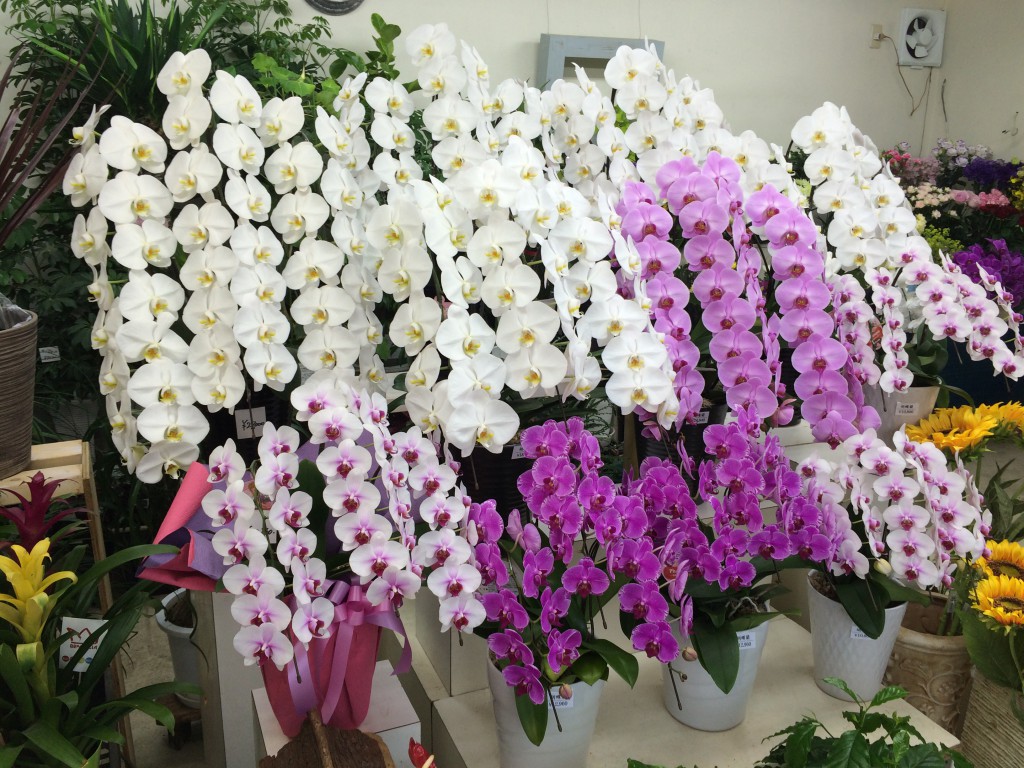 Phalaenopsis