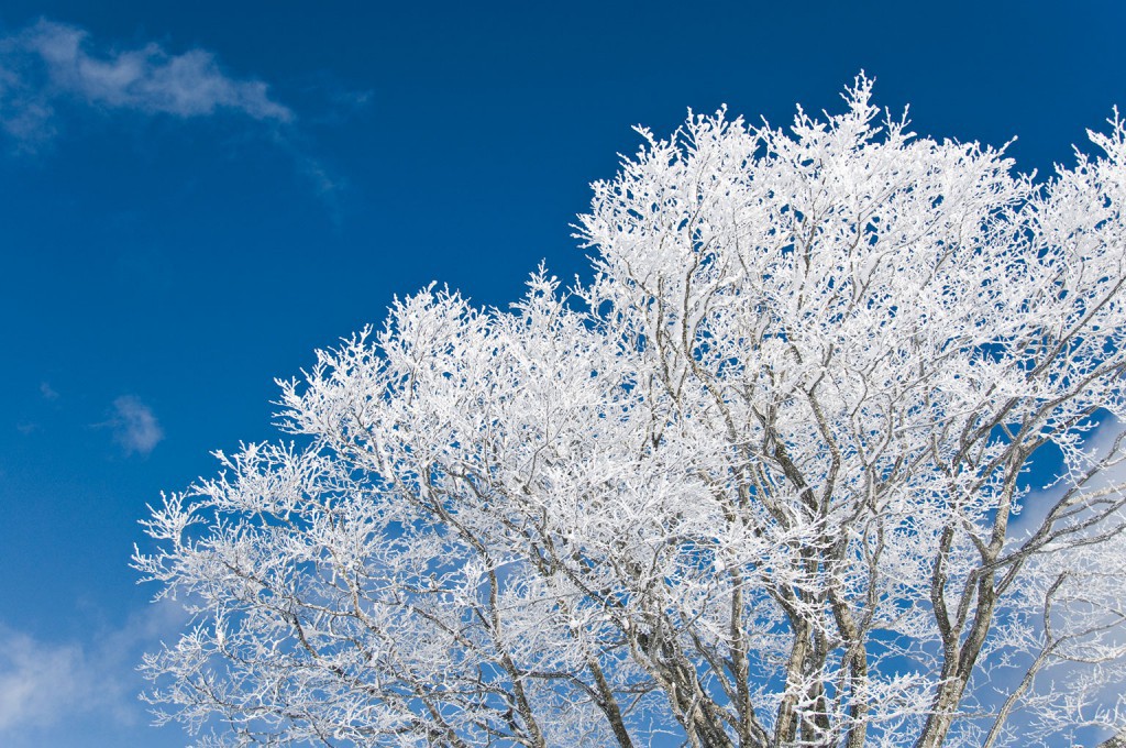 神秘的で迫力満点！雪と氷の フォトジェニックな世界へ。