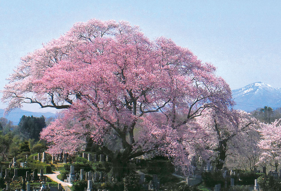 三春町にある桜の名所スポット9選！2018は三春滝桜以外も。