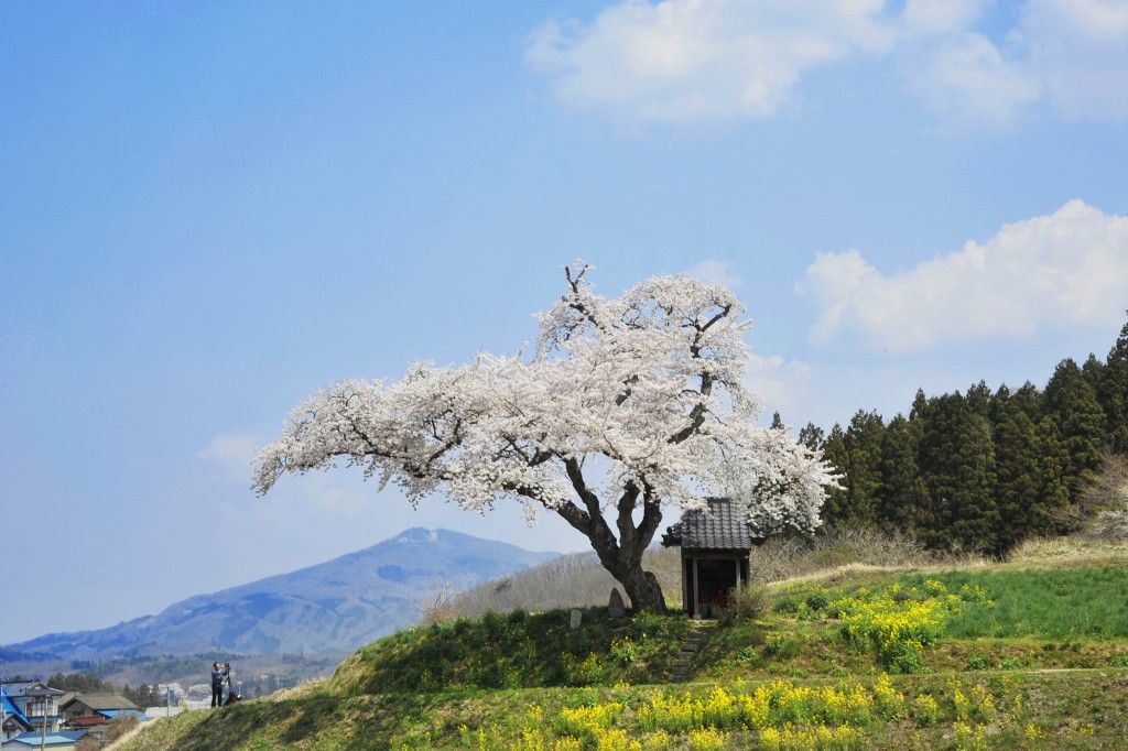 小沢の桜