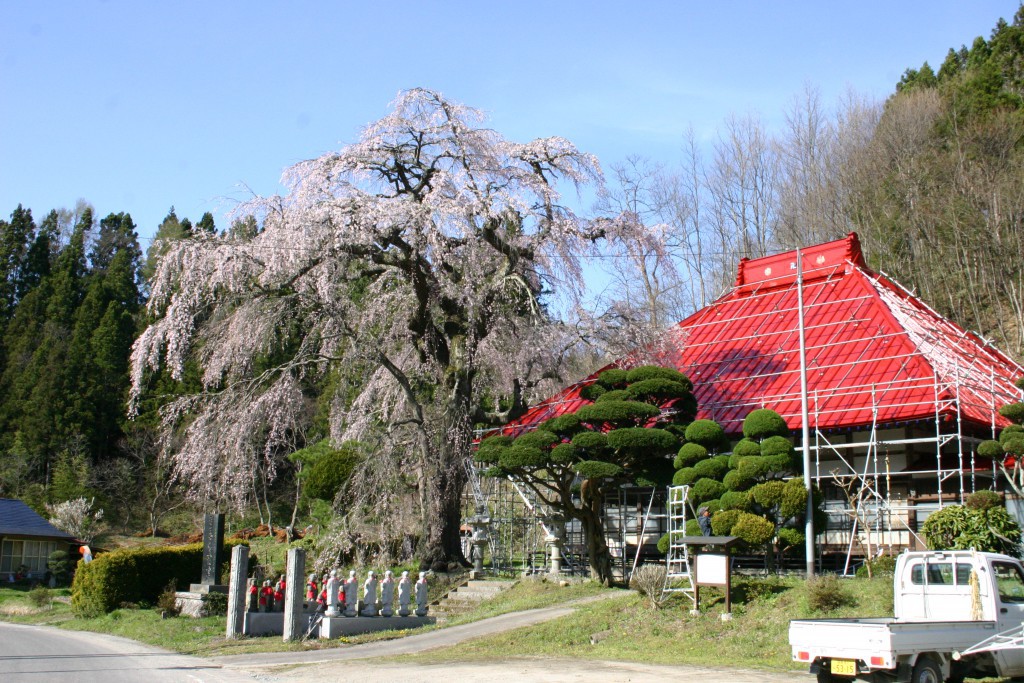 松岳寺のしだれ桜