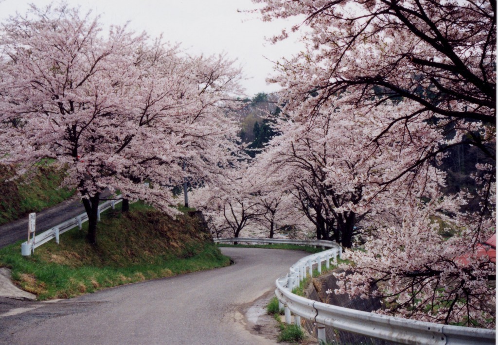 強梨の桜並木