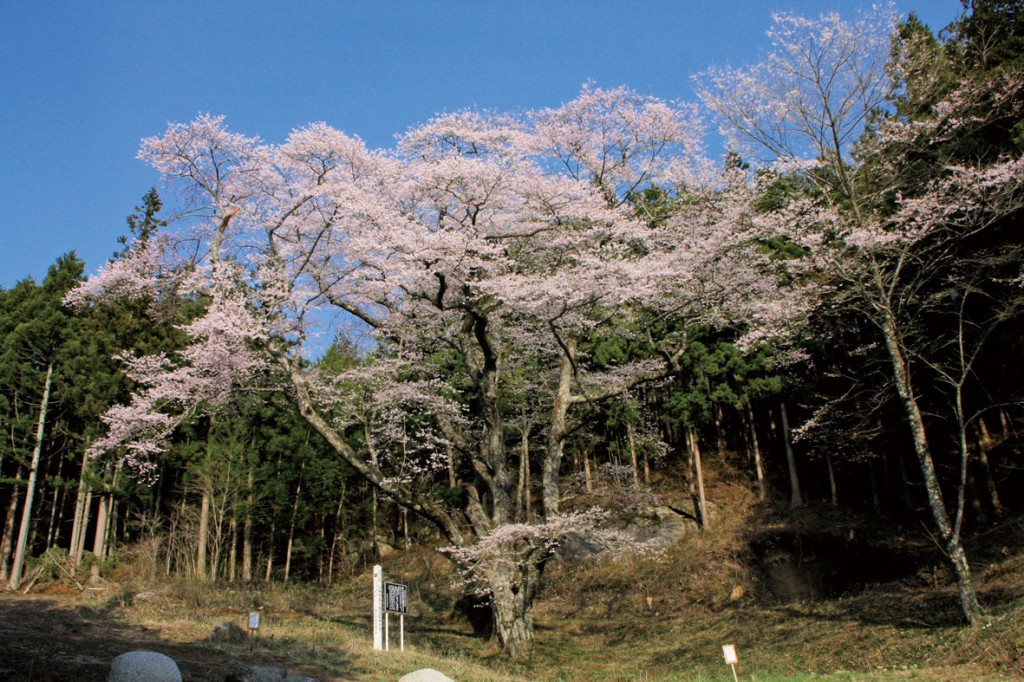 お伊勢様の鐙摺石ザクラ