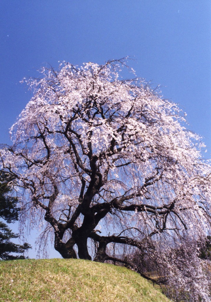 蛇森塚のしだれ桜