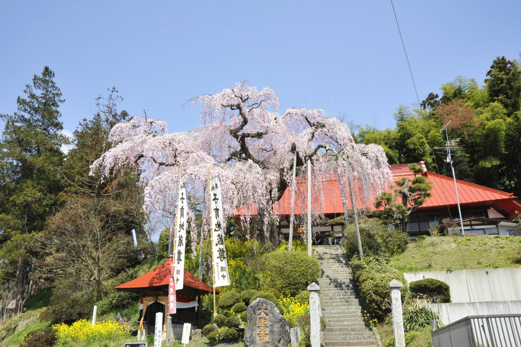 大聖寺のベニシダレ