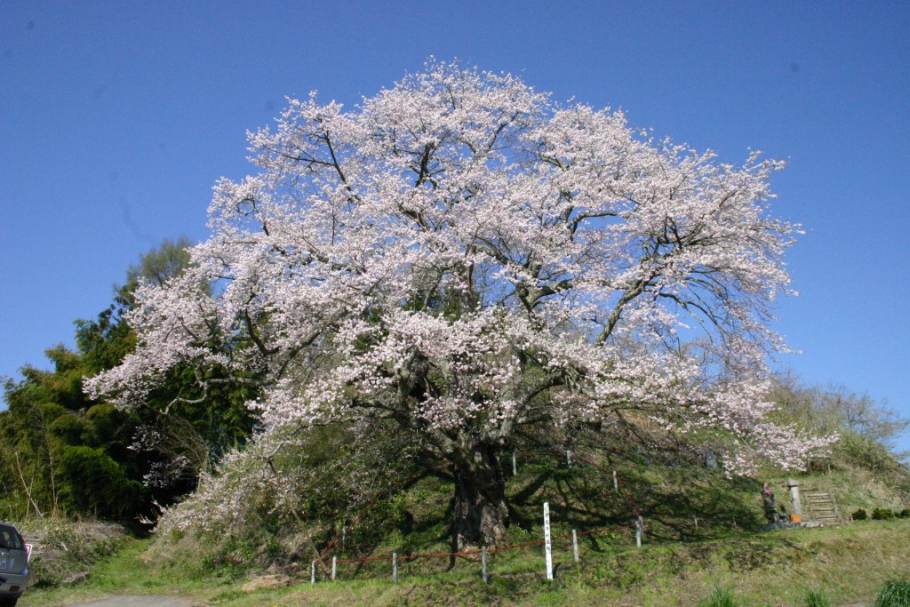 是哉寺地蔵桜