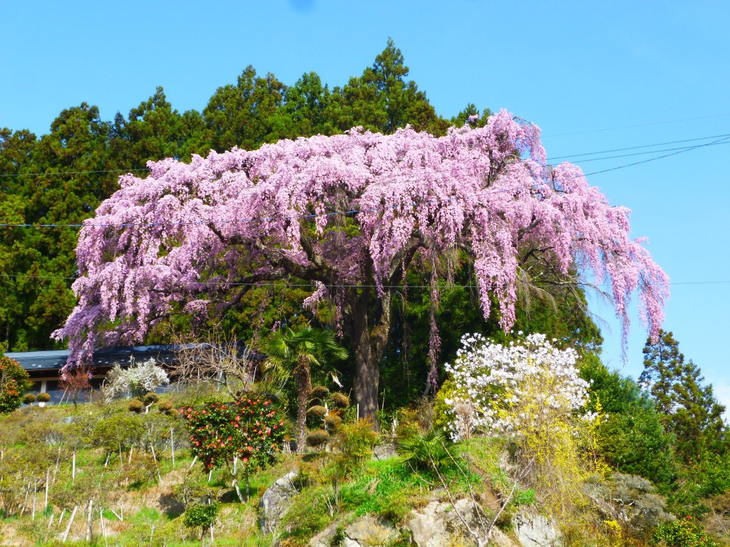 仲森の紅しだれ桜