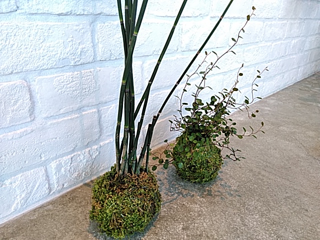 ラフラフ須賀川店「苔盆栽作り体験」
