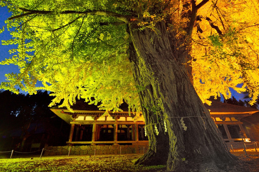 新宮熊野神社長床大イチョウ③