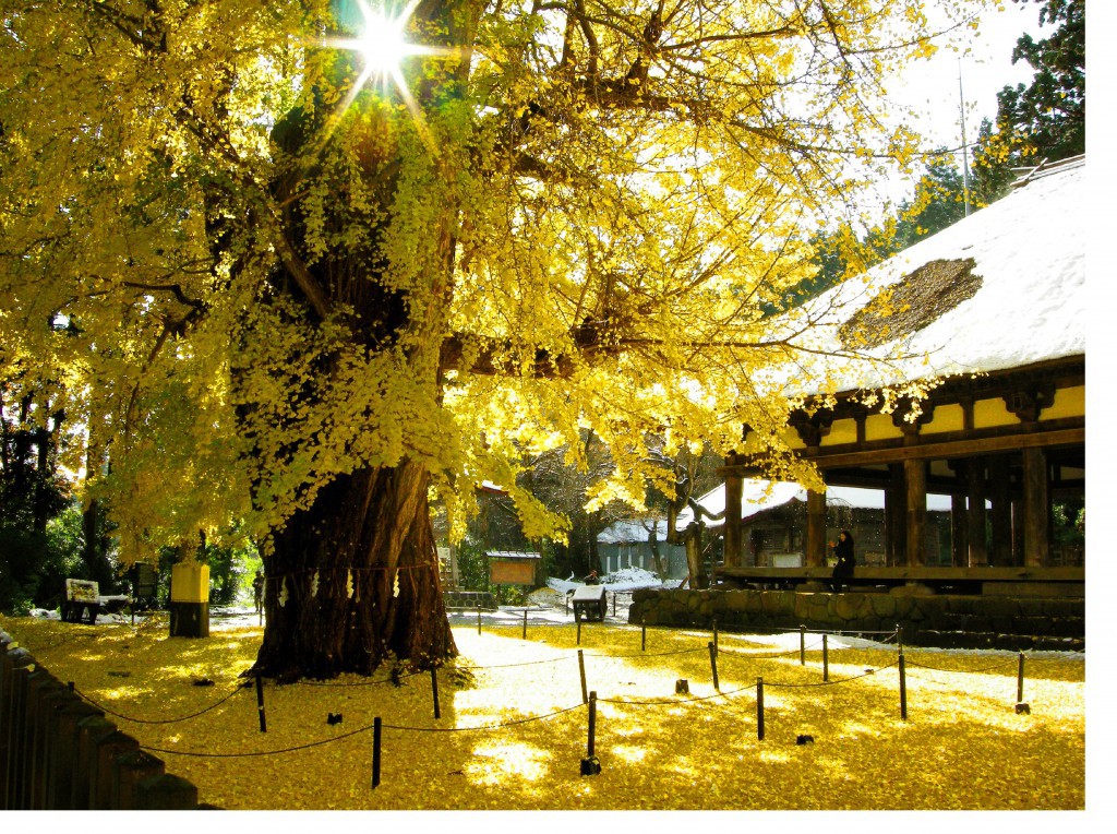 新宮熊野神社長床大イチョウ①