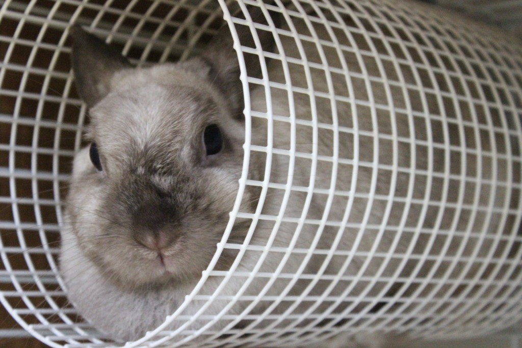 うさぎ　店長