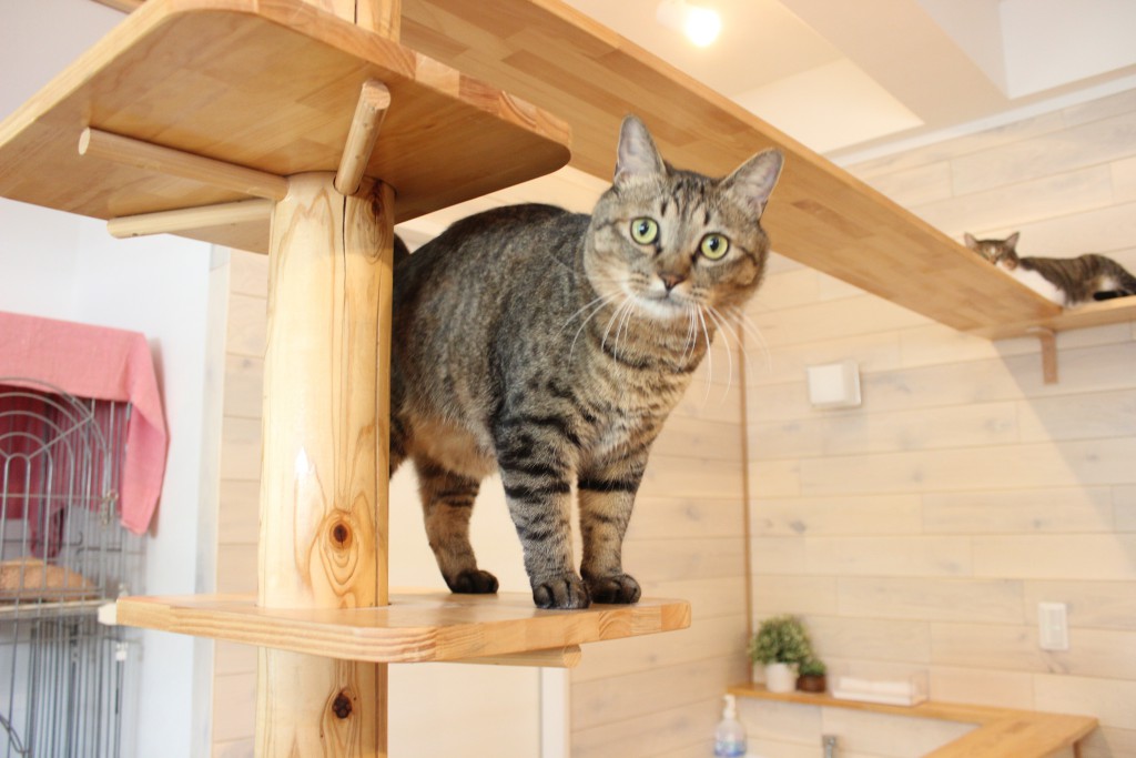 ここねこ５