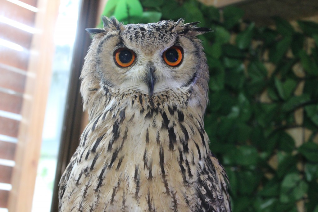 ネコにウサギ フクロウも 郡山のおすすめ動物カフェ4選