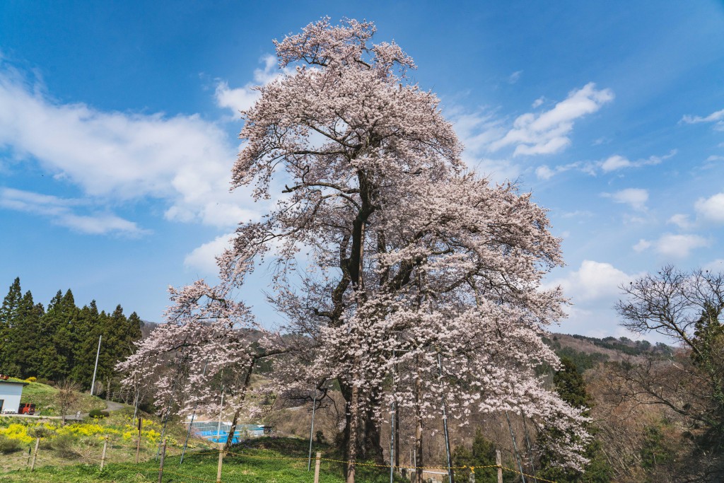 駒ザクラ