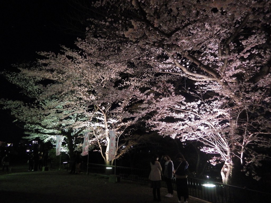 信夫山夜桜