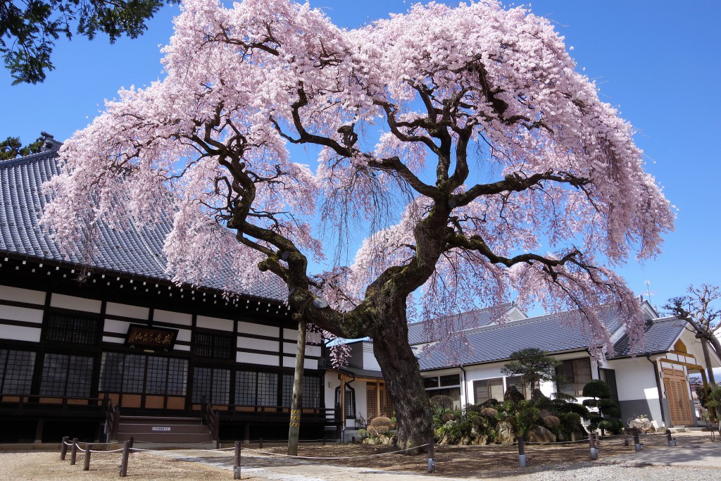 相応寺しだれ桜