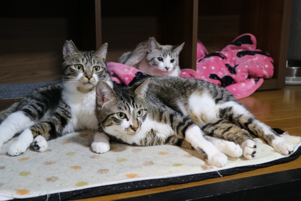 猫カフェ ねこひげ で 猫と遊んで癒されよう