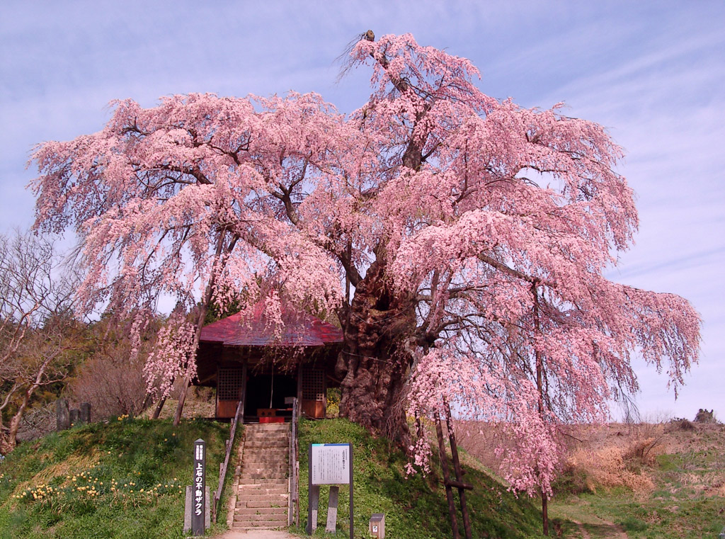 不動桜