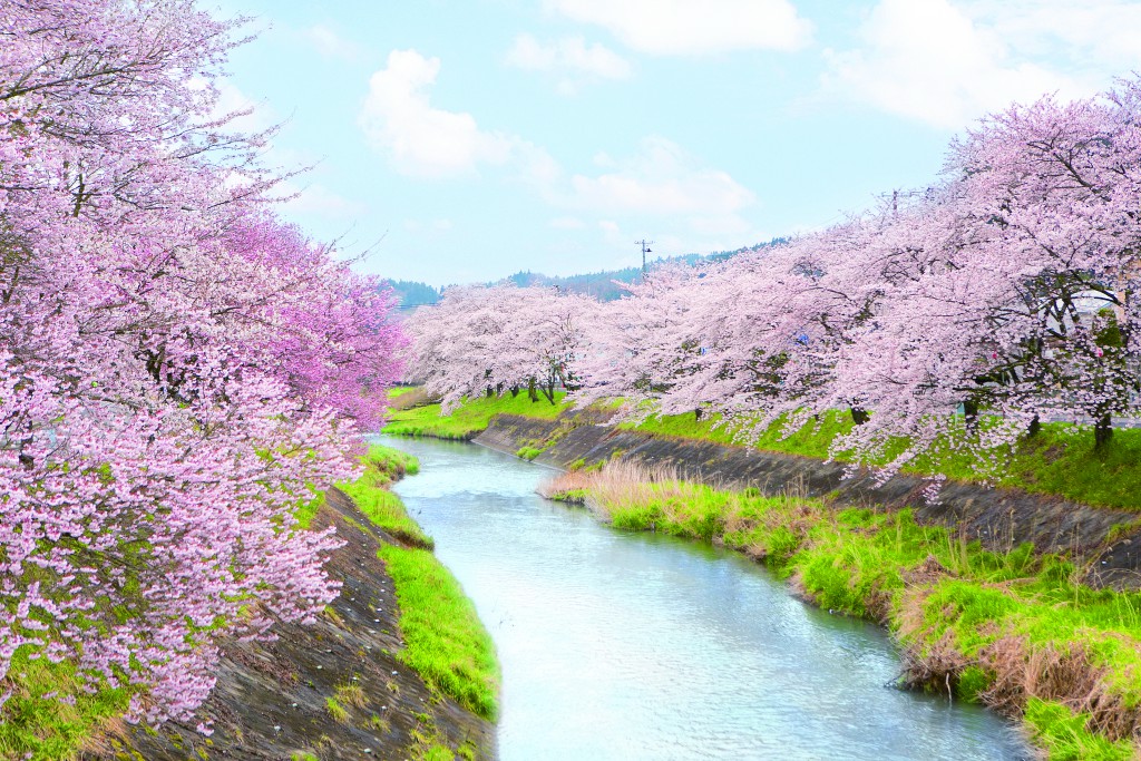 水辺と桜のコラボが最高 水辺の桜 立ち寄りスポット