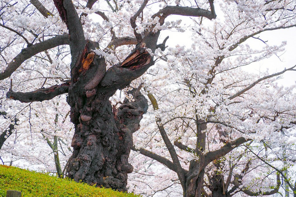 開成山公園（日本最古級のソメイヨシノ）