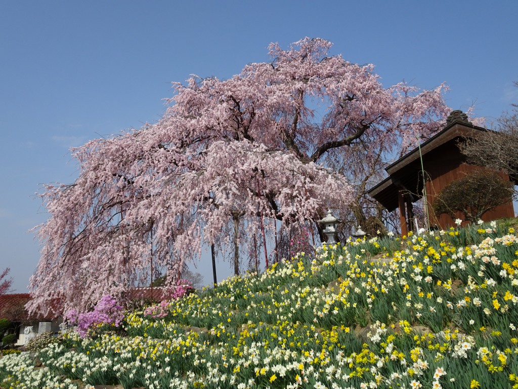 金毘羅桜 (1)