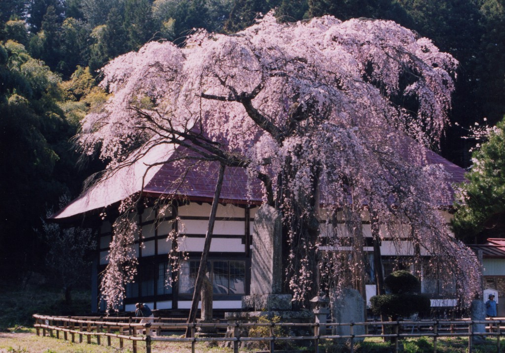 永泉寺のサクラ