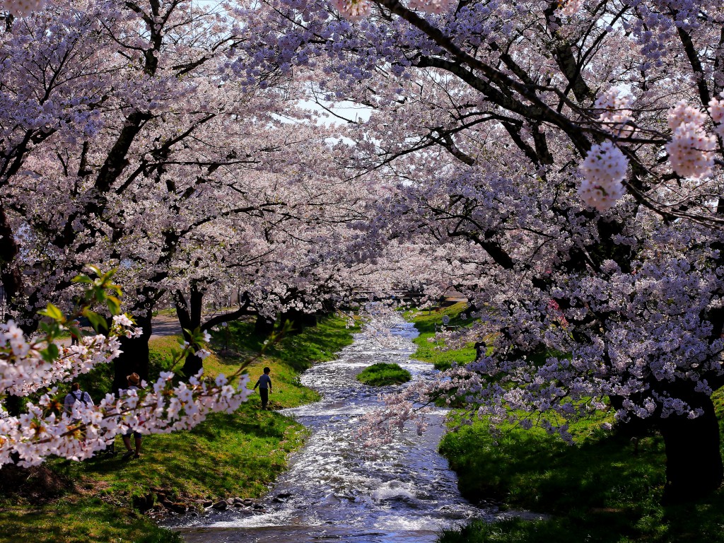 観音寺川さくら