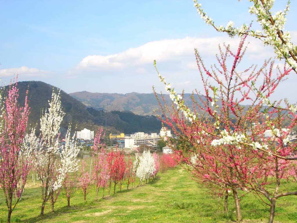 花ももの里