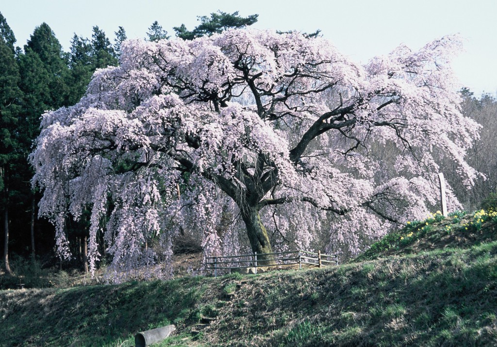 housuinosakura