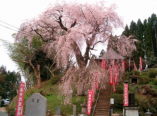 龍光寺の桜