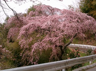 荒神社の桜