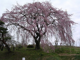 中井田の桜