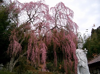 延命寺の桜
