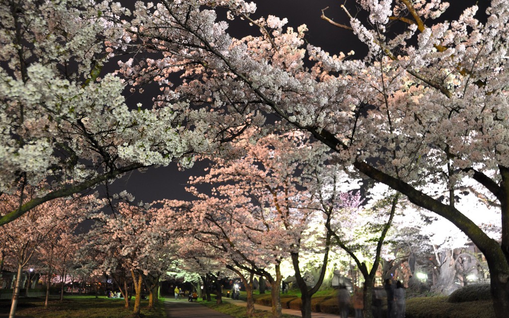 昼とは違った魅力の 夜桜 スポット ライトアップ情報や立ち寄りスポットも