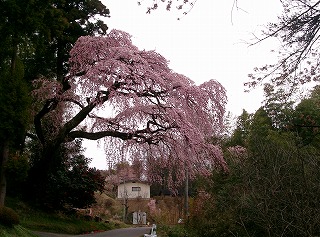 台の桜