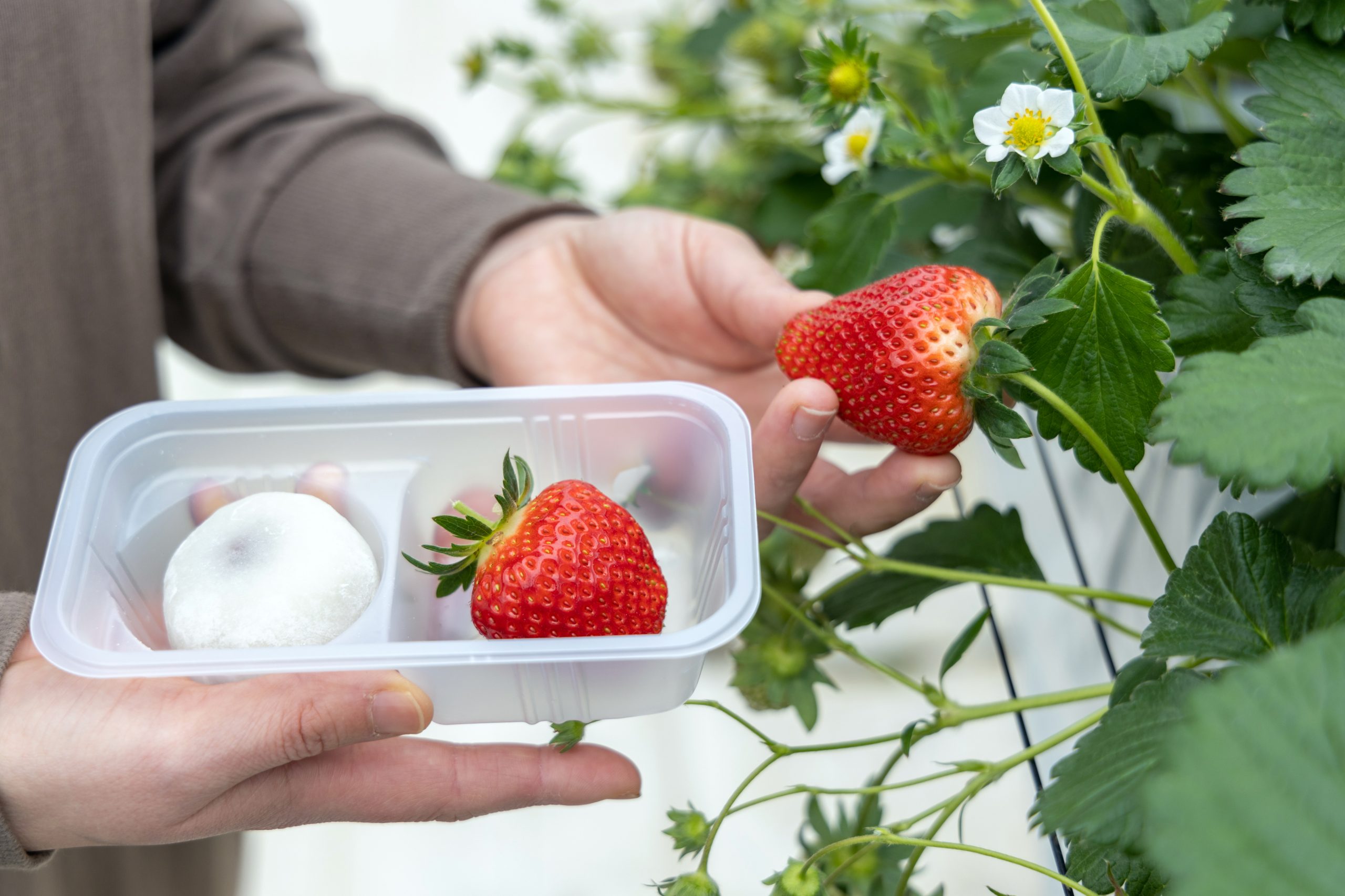 福島県内いちご狩りスポットまとめ 採れたての美味しさを満喫できる旬の いちご狩り に出かけよう