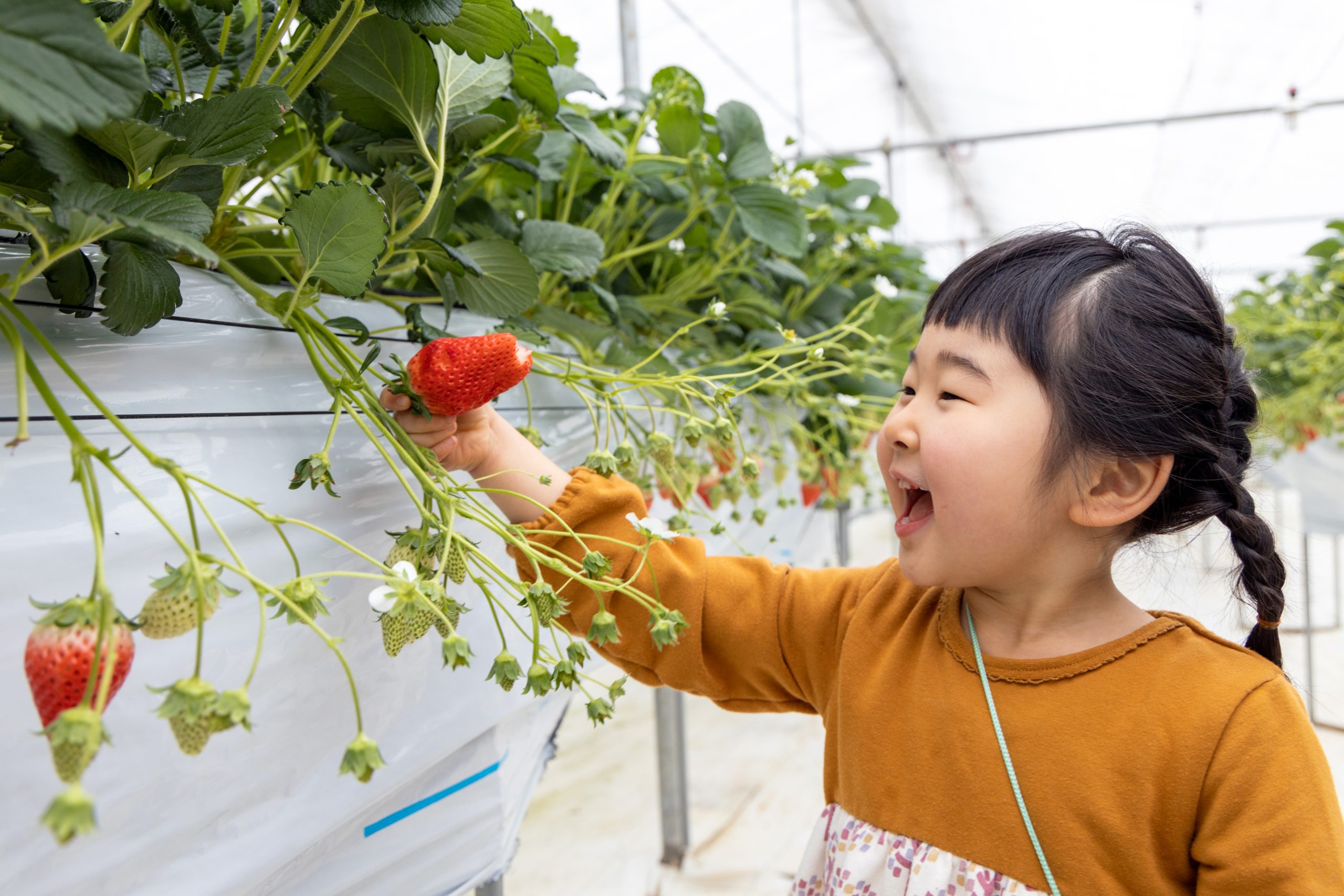 福島県内いちご狩りスポットまとめ。採れたての美味しさを満喫できる旬の「いちご狩り」に出かけよう！