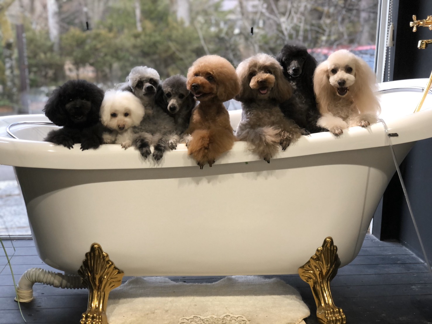 知識 技術upも間違いなし 二本松の ハートオブワン でトリマー募集中