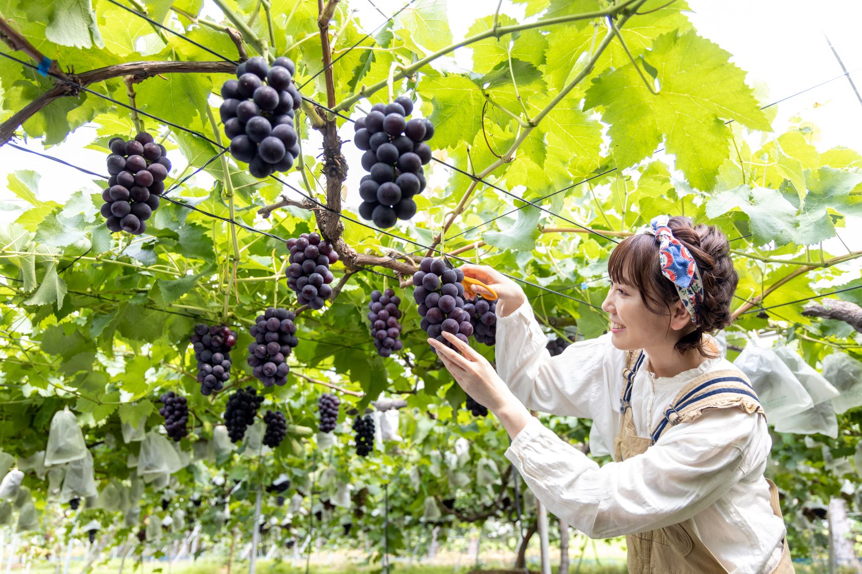 体験できる農園で実りの秋を楽しむ 郡山といわき 二本松の果物狩り