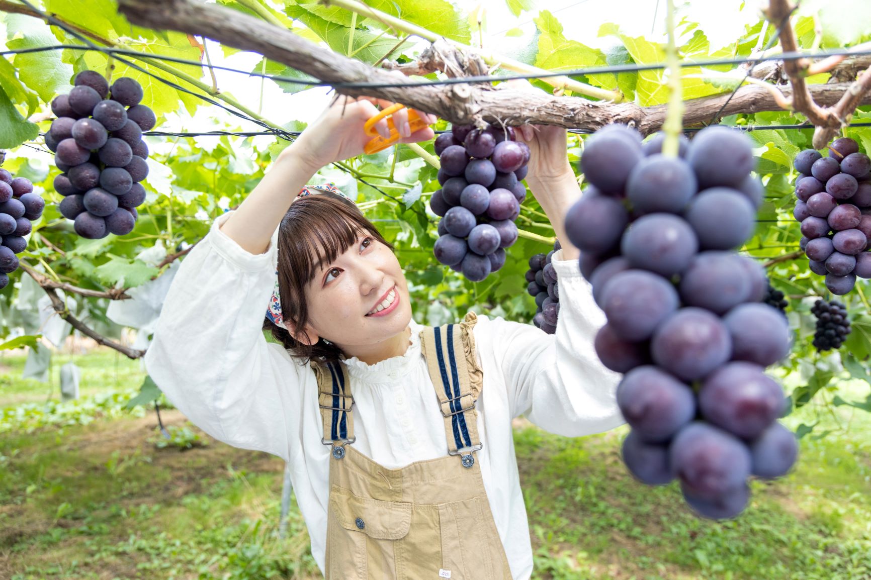 体験できる農園で実りの秋を楽しむ！郡山といわき、二本松の果物狩り