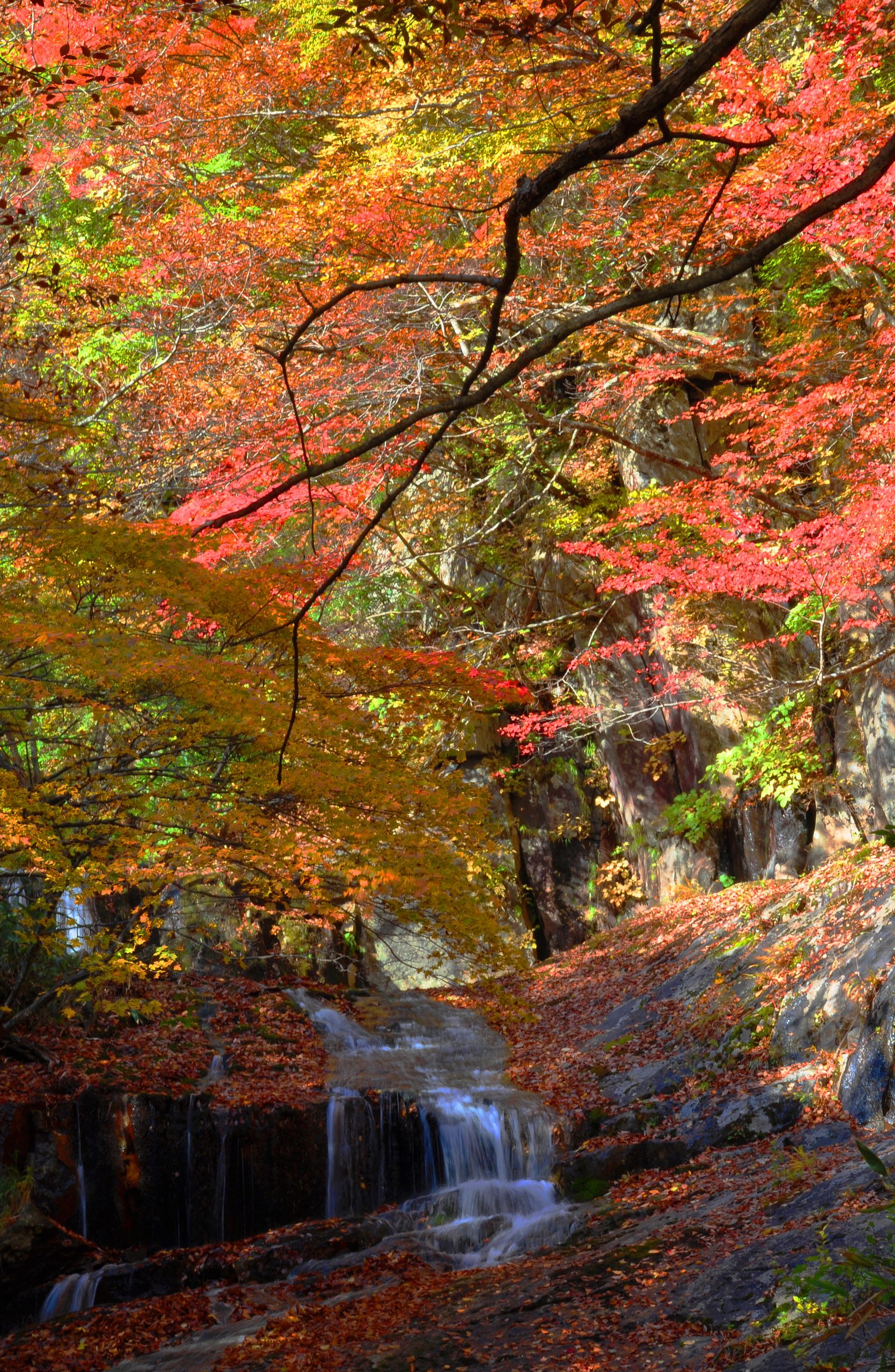 まだ間に合う紅葉狩り 福島市 二本松市 桑折町の紅葉スポット まだ間に合う紅葉狩り 福島市 二本松市 桑折町の紅葉スポット