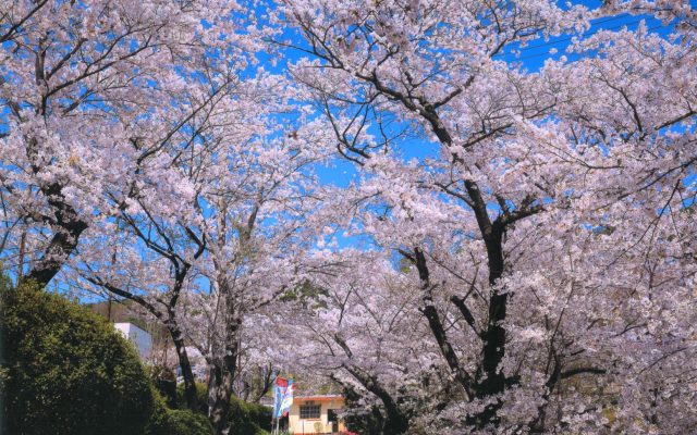 意外と知られてない 本宮の観光地 蛇の鼻 は花の名スポット 意外と知られてない 本宮の観光地 蛇の鼻 は花の名スポット