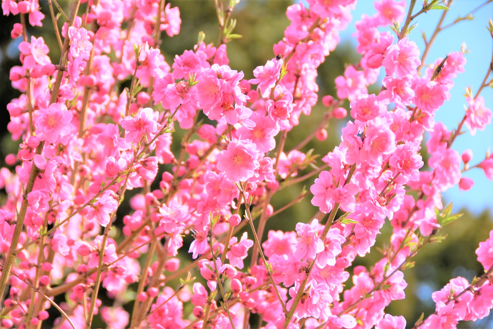 福島でお花見するなら「花ももの湯」で！温泉＆ランチと一緒にのんびり楽しもう♪