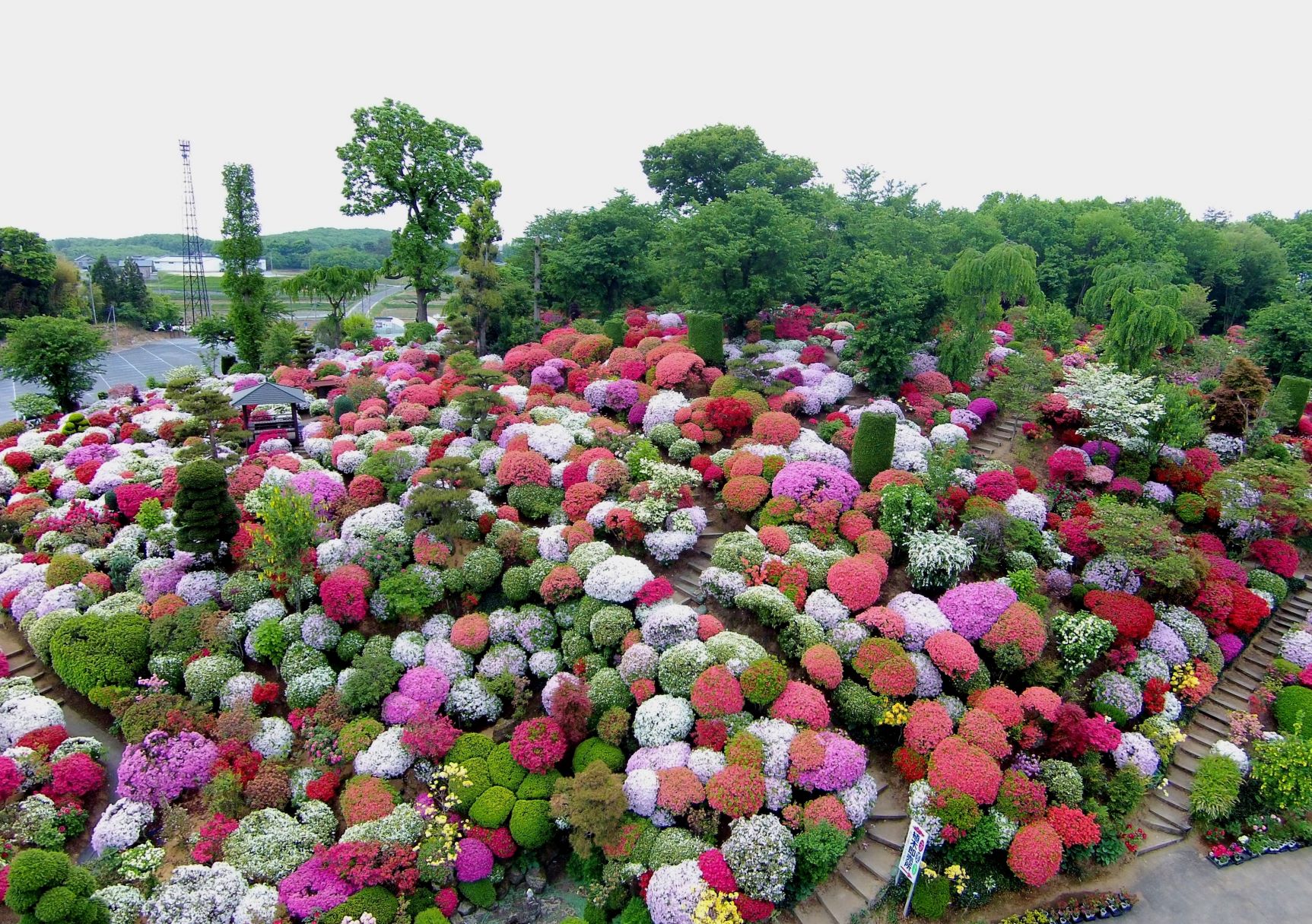 桜だけじゃない！ふくしま春の花スポット