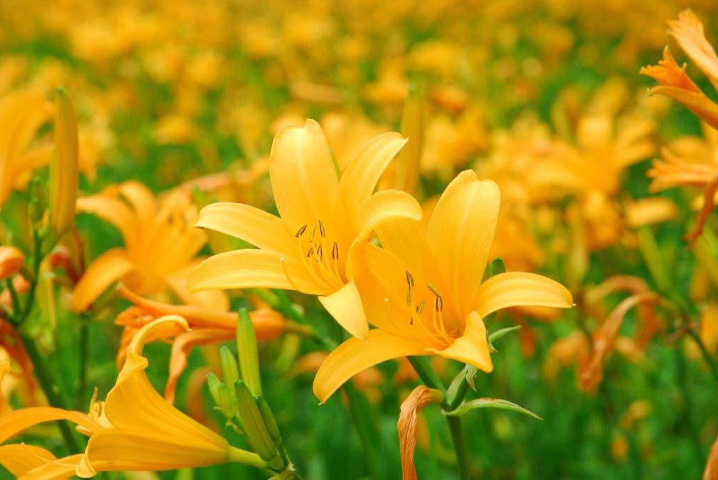 6～7月が見頃♪ふくしま初夏の花スポット