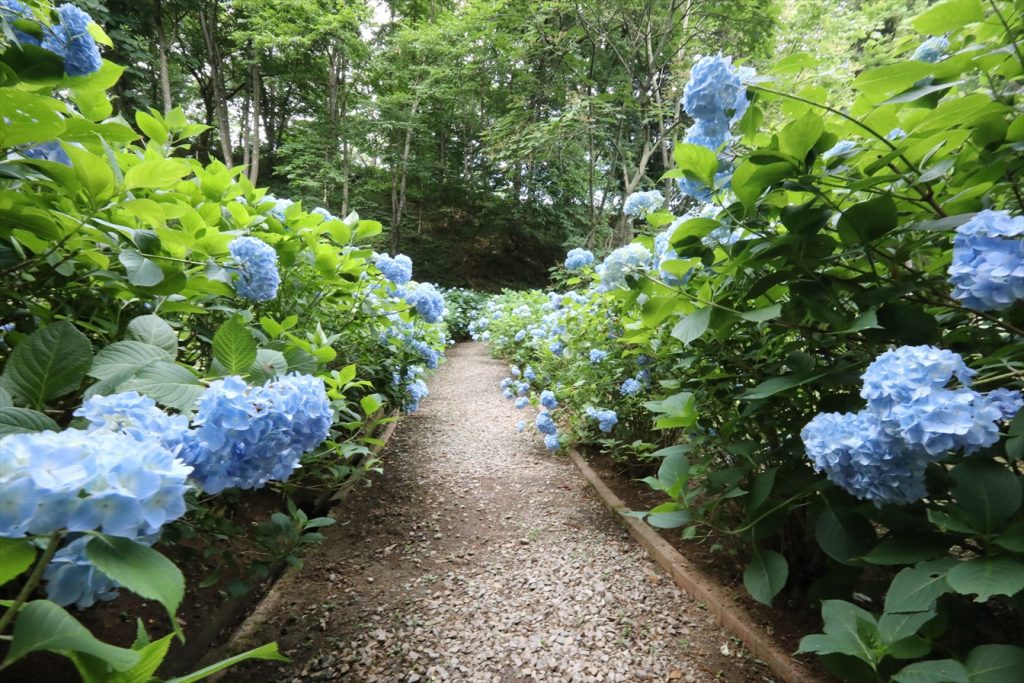 福島県中通りであじさいを見るならココ！絶景スポット10選+花手水